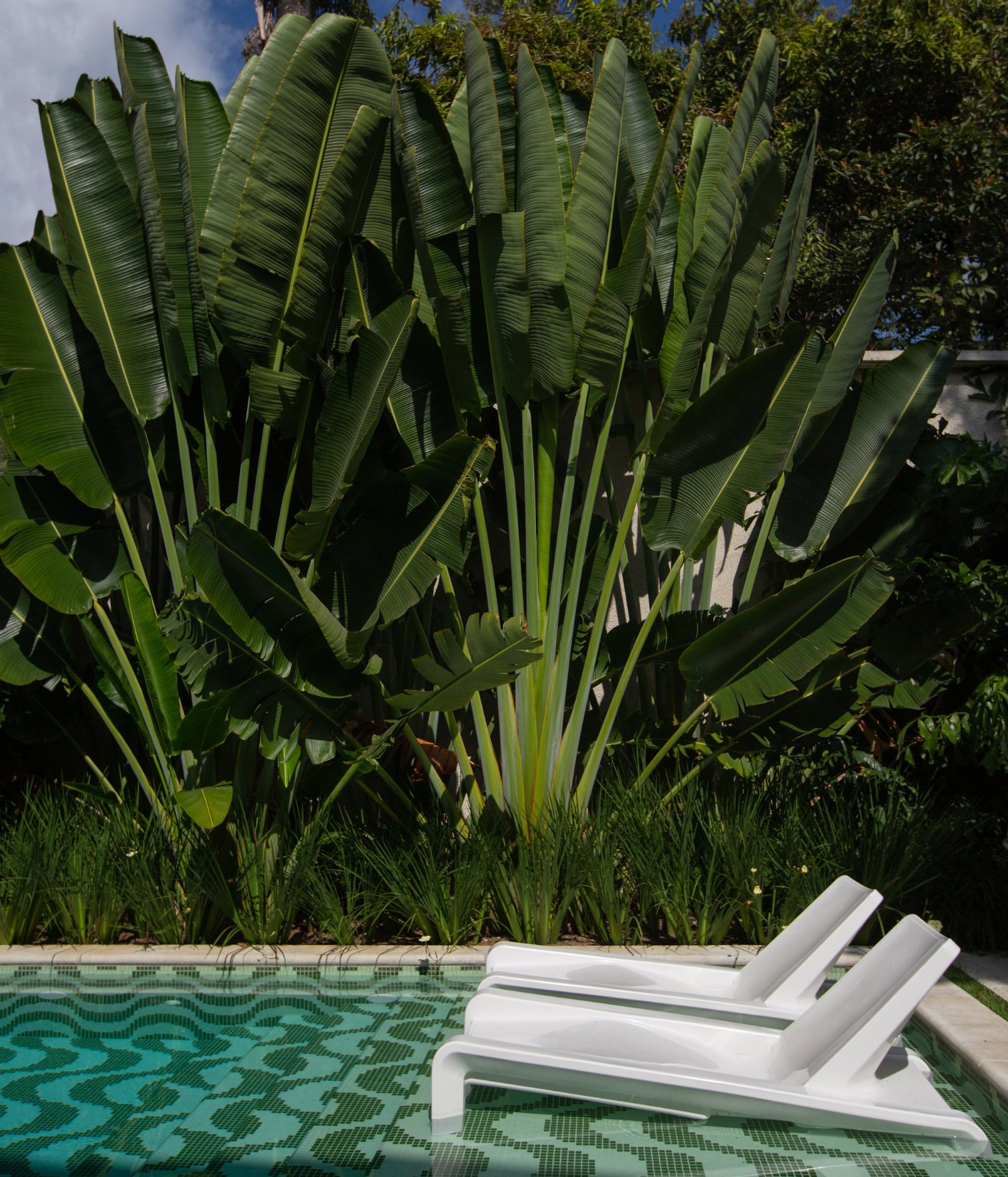 Piscina con mosaico verde y tumbonas blancas rodeada de vegetación tropical